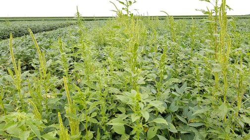 Palmer amaranth