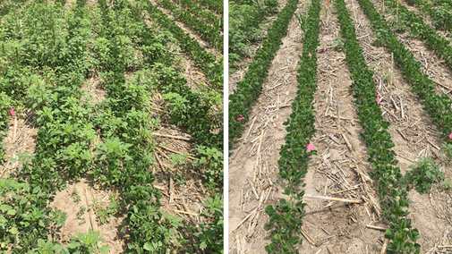 Photo comparison of 2 flelds with and without residual herbicide