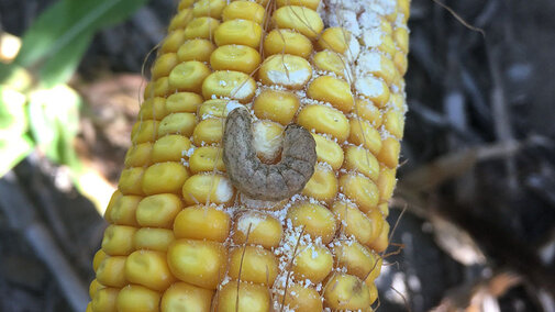 Western bean cutworm larvae on an ear of corn