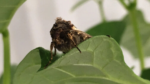 Western bean cutworm moth