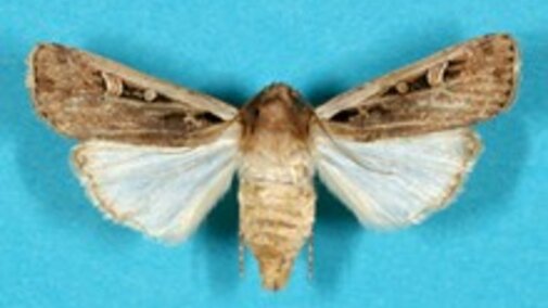 Western bean cutworm moth