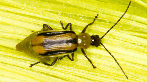 Western corn rootworm beetle