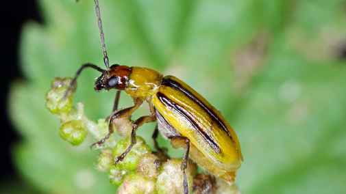 western corn rootworm on plant