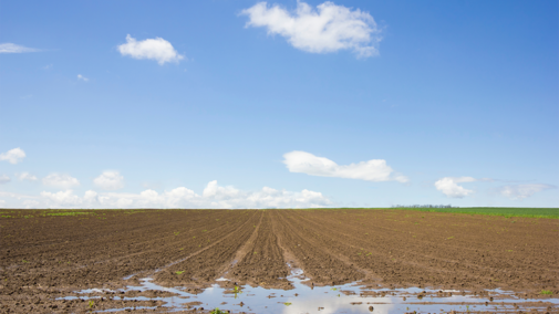 Saturated crop field with standing water and tire tracks