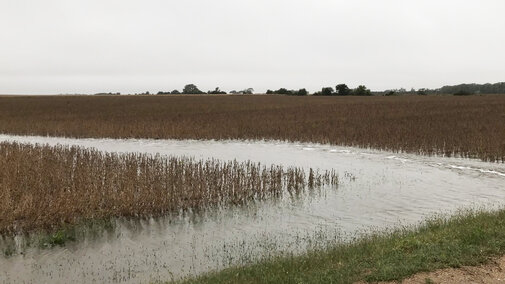 After recent rains, water stands in the border of this Filmore County soybean field. While wet conditions across much of the state will complicate harvest, taking steps to avoid compaction can reduce the challenges for future crops. (Photo by Brandy VanDeWalle)