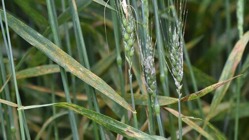 Figure 1. Leaf rust, powdery mildew, and a fungal leaf spot all present in a single plot at UNLâs Havelock Research Farm near Lincoln on June 6 (Photo by Stephen Wegulo)