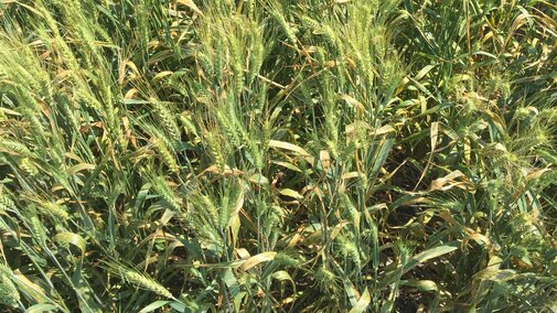 2018 wheat with bacterial leaf streak