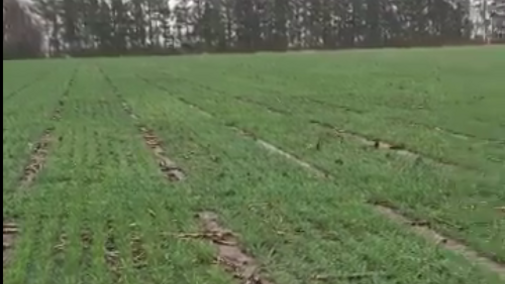 Winter wheat in late March in west central Nebraska, by Rodrigo Werle