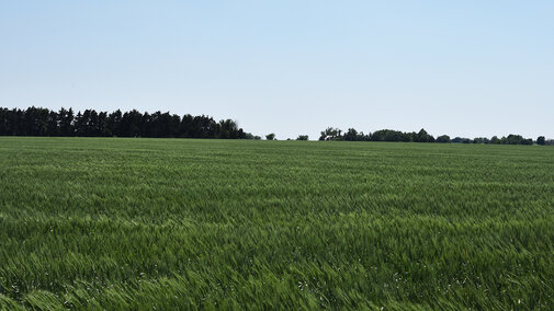 Wheat field