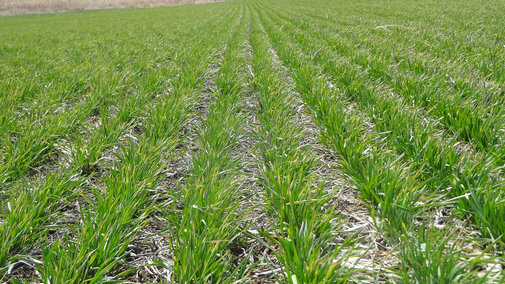 Winter wheat field in mid April