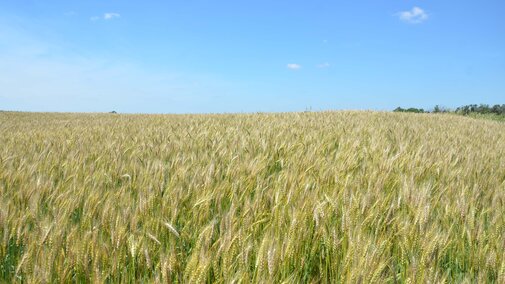 Field of wheat with severe fusarium head blight