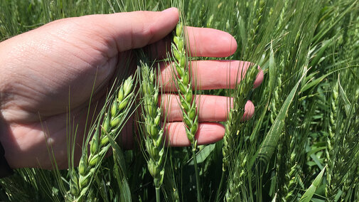 Wheat in an eastern Nebraska variety trial earlier this year. (Photo by Nathan Mueller)