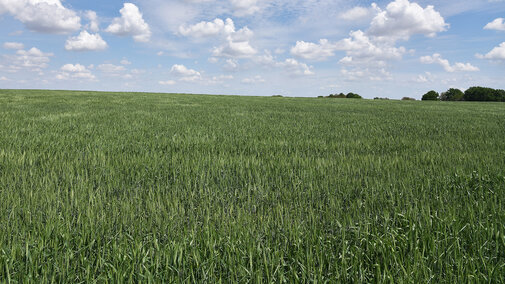 Wheat field in Saline County at heading