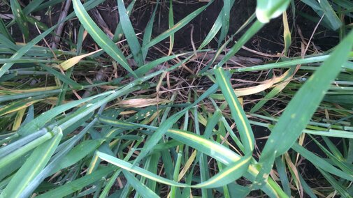 Wheat exhibiting yellow streak of cephalosoprium leaf stripe