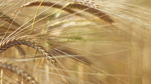 wheat field hero