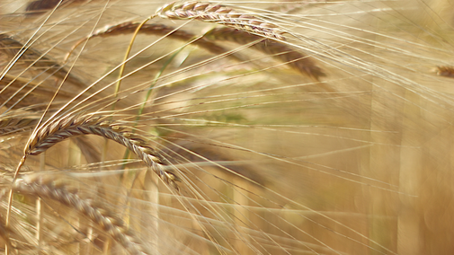wheat variety hero
