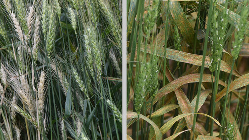 Wheat diseases in the field