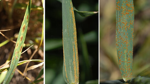 (L-R) Photos of wheat leaves with tan spot, stripe rust, and leaf rustephen Wegulo)