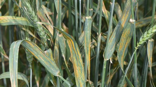 wheat showing signs of disease