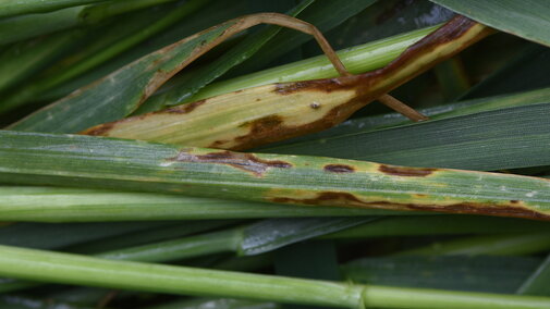 Septoria tritici blotch in wheat