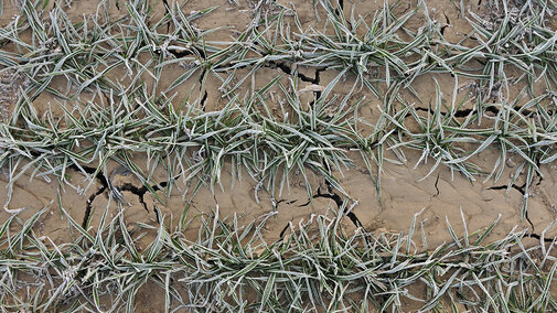 Frost-covered winter wheat seedlings in cracked soil during late winter dormancy.