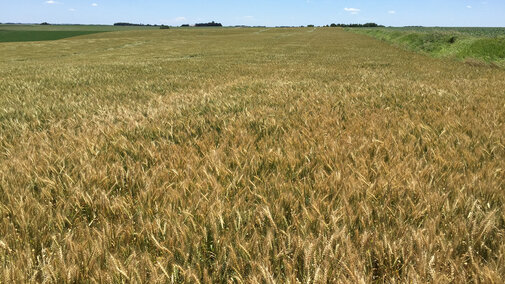 Field of wheat