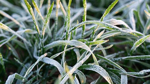Close-up of young wheat plants covered in frost, showing ice crystals along the leaf edges after a cold fall morning.
