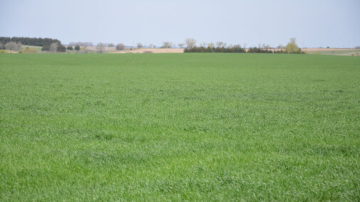 A typical wheat field in Nebraska early in the growing season.