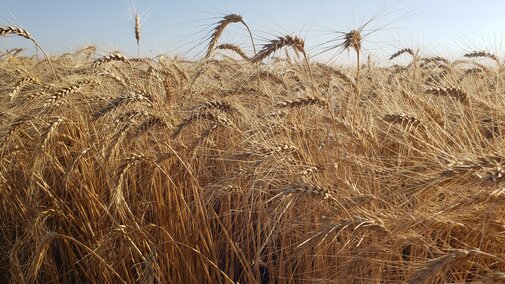 Field of wheat in the Nebraska Panhandle