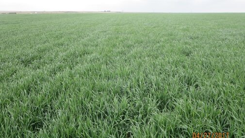 Field of wheat near McCook April 27, 2017.