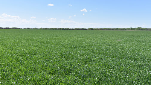 Figure 1. A healthy looking growerâs wheat field in Red Willow County on May 14. Most fields surveyed May 13-16 in the southeast, south central, southwest, and southern Panhandle regions of Nebraska looked like this.