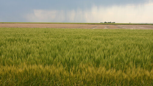 It usually takes five to 10 years of research and testing before a new wheat variety is released for production. (Photo by David Ostdiek)