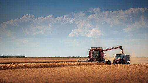 Wheat field being harvested