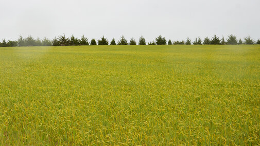 Wheat field with stripe rust