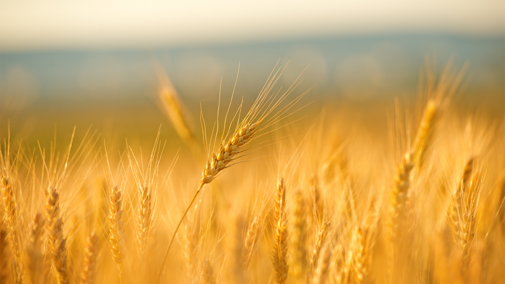 Wheat field