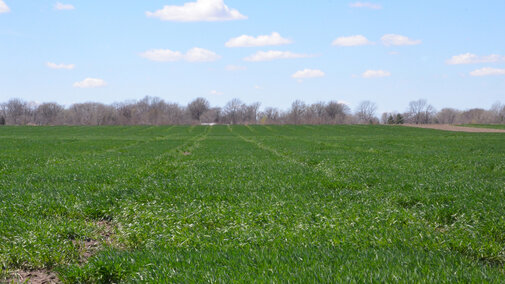 Healthy wheat field in early April