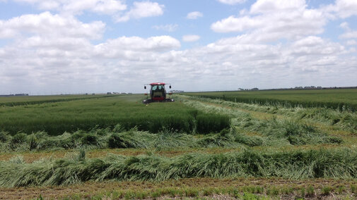 wheat being cut for forage