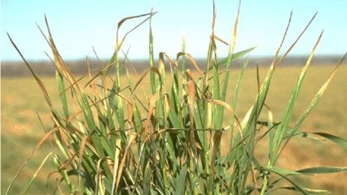 wheat damaged by freeze