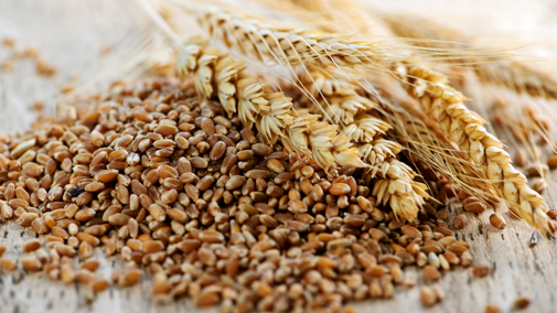 Wheat grain in pile