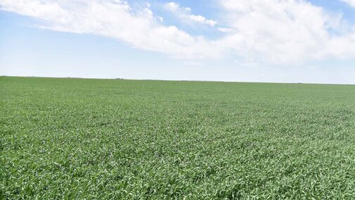 Wheat field 5/17/18