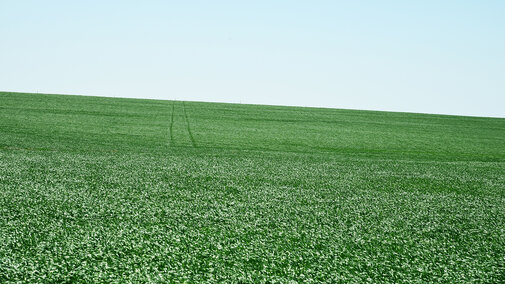 Healthy field of wheat