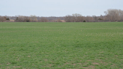 Winter wheat in early spring in southern Nebraska