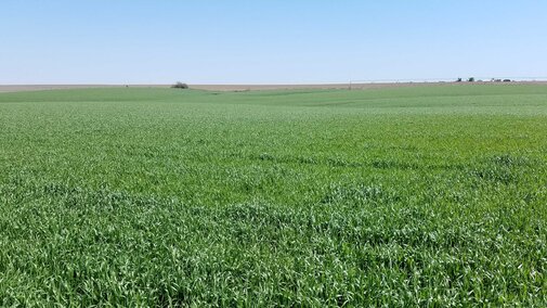 Wheat field