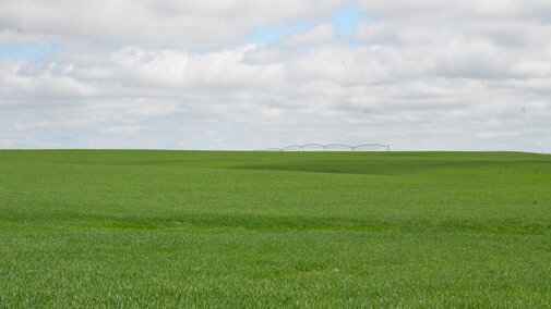 Irrigated wheat field