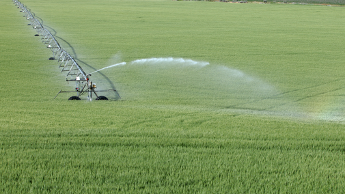 wheat irrigation thumbnail