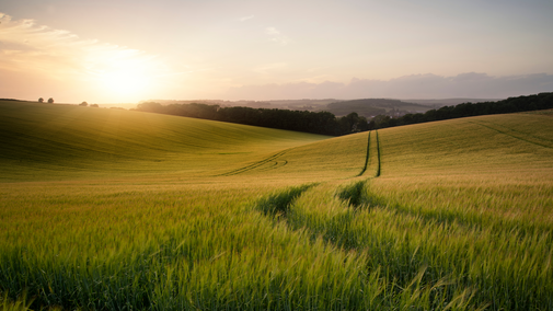 wheat field at sunset