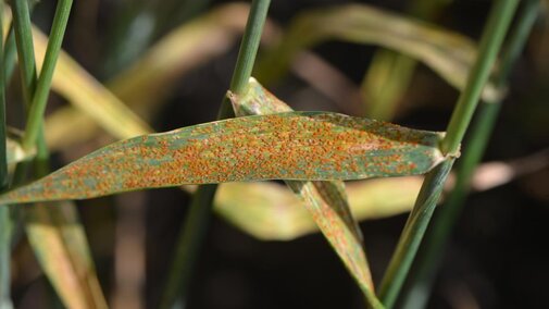 Wheat leaf rust