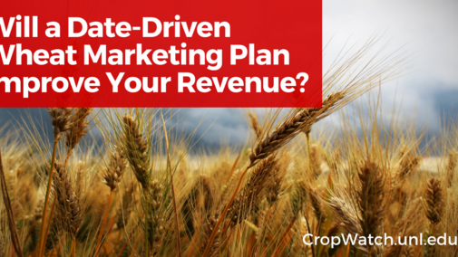 Graphic repeating the title: Will a Date-Driven Wheat Marketing Plan Improve Your Revenue?
