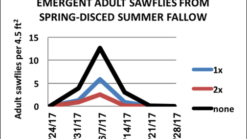 Chart looking at adult sawflies from spring-disced summer fallow