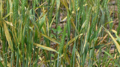 Severe stripe rust in wheat